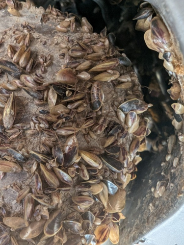 Golden mussels