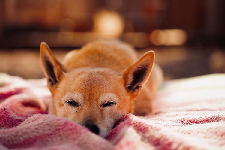 Hidden Valley coyotes cover photo