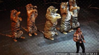 New California Law Bans Most Animals From Circuses