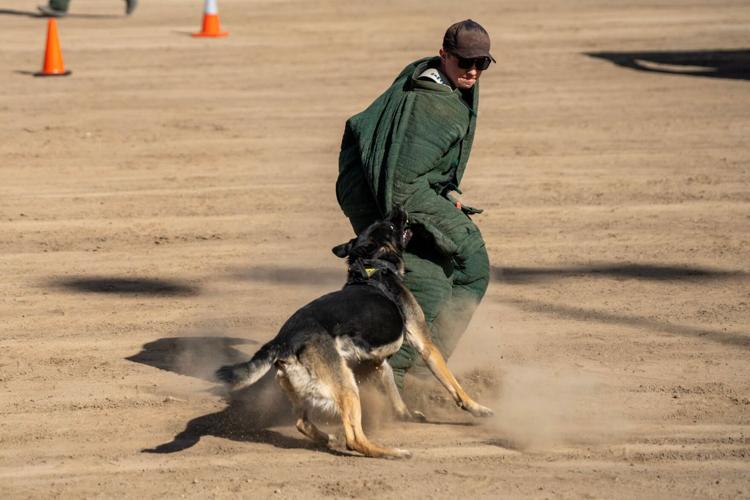 K9 challenge 1