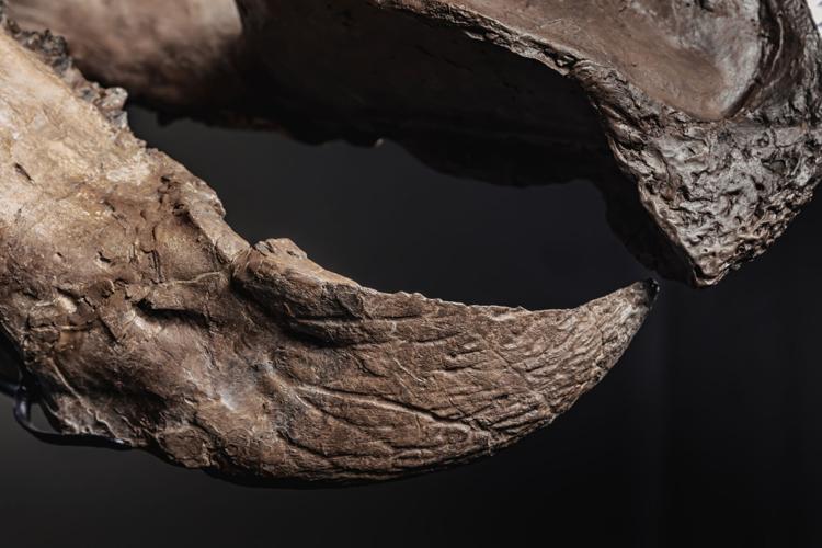 Triceratops Skeleton Auction