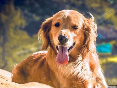 Mississippi Man Says Family Dog Saved Him And His Son From House Fire