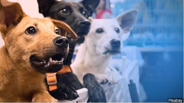 SPCA Begins Accepting Donations for New Thrift Store