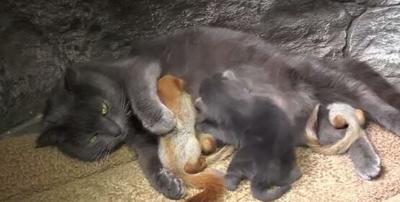 Aw! Cat Adopts Squirrels in Crimea