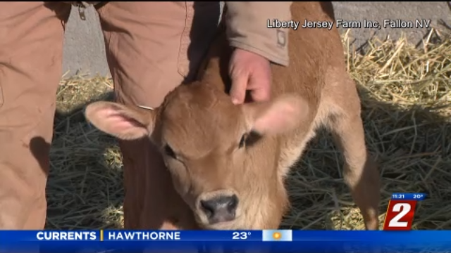 Could A.I. Address Nevada's Farm Labor Shortage?