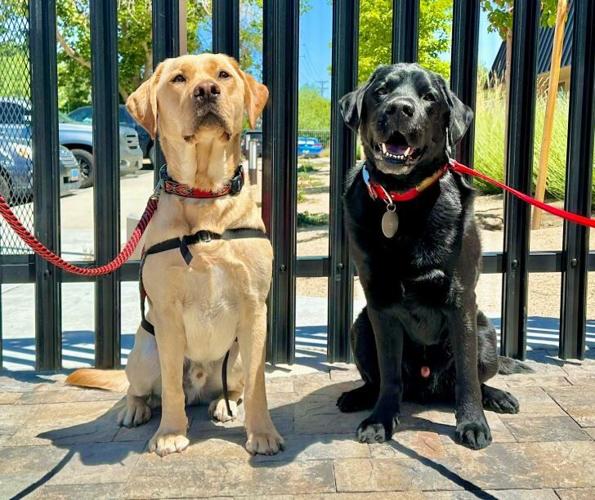 K9s Lambeau & Boston