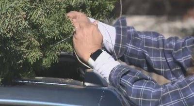Investigating Solutions Other Than Water to Keep Your Tree Healthy