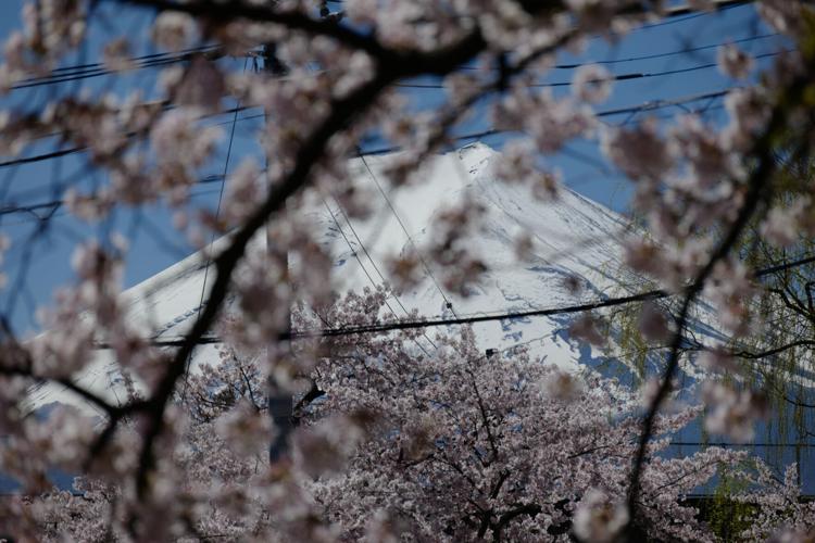 Japan Mount Fuji Cherry Blossom Woes