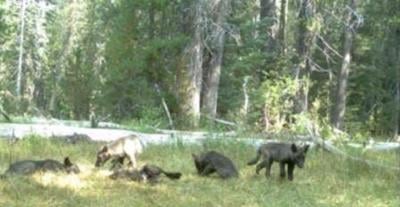 Family of Wolves Call Northern California Home