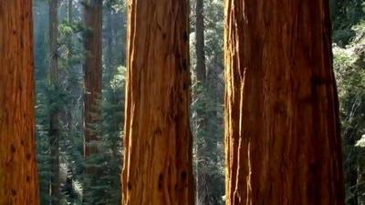 Sequoia National Park