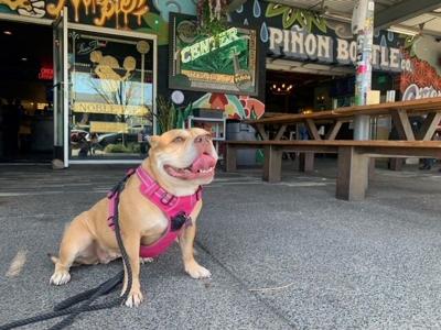 Nobile Pie and Dog Appreciation month.jpg