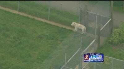 Zookeeper in England Killed in Incident Involving Tiger