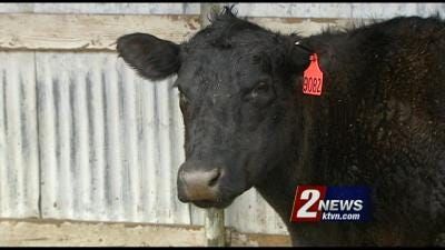 Beef Prices Hit a High Point