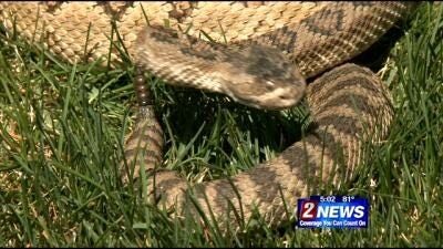 Warmer Weather Brings Out Snakes Across Area