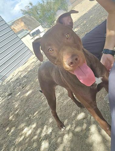 Adoptable Dog 1.JPG