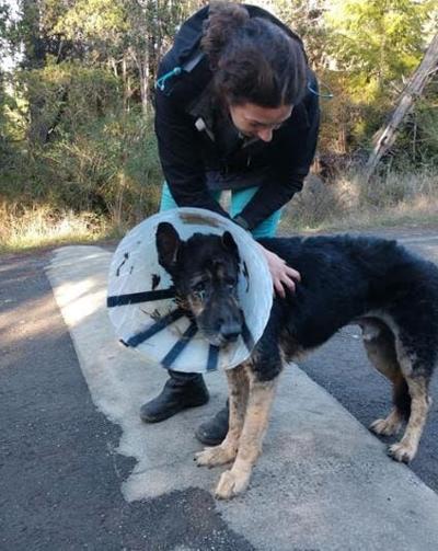 Dog Last Microchipped in Nevada Found This Week in Mendocino County
