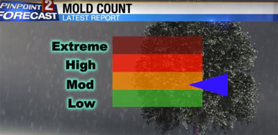 Mold Found in the Air We Breathe