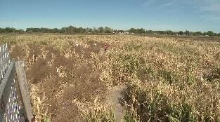 Fall Sales Means Everything for Local Farmers