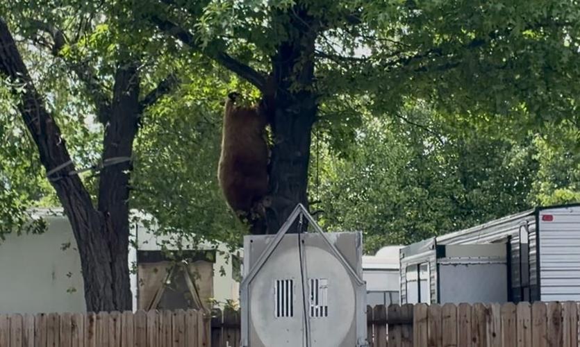 Bear along tree trunk