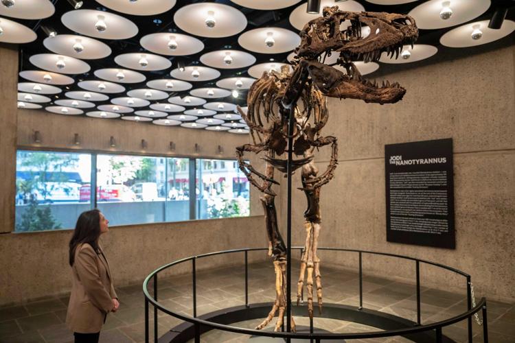 Mini T-Rex Auction
