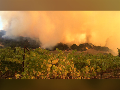California Wildfires Plunge Vineyard Workers, Owners In Same Struggle
