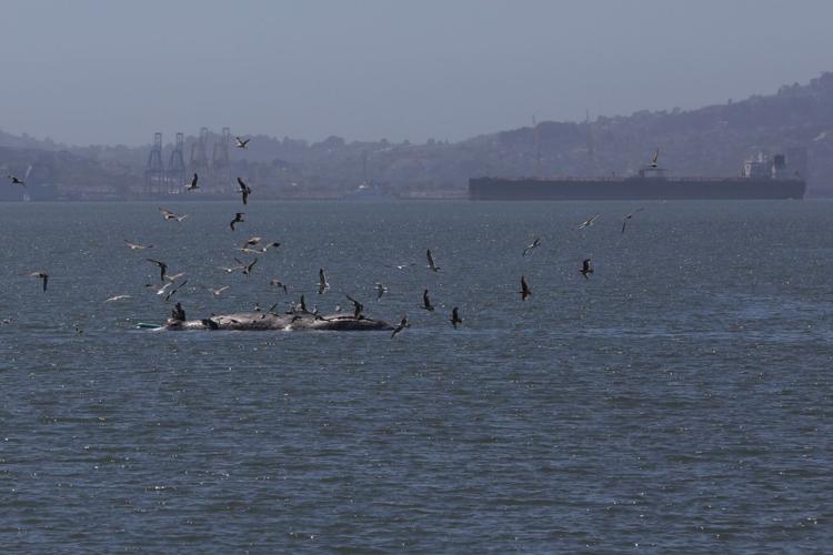 Climate Heat California Whale Death