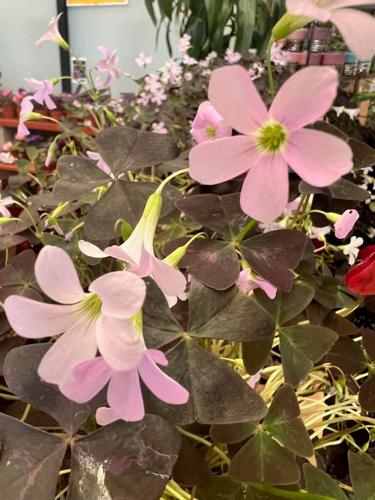 Moana Nursery