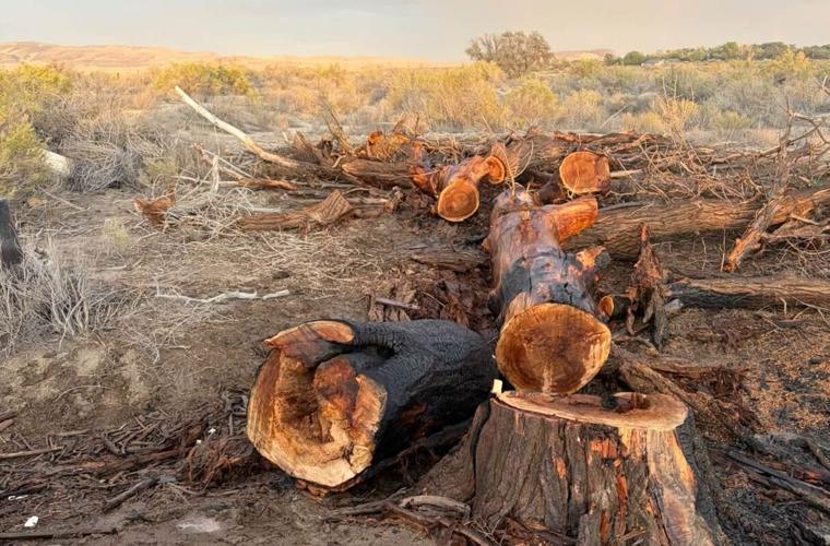 Fernley Tree Fire 2