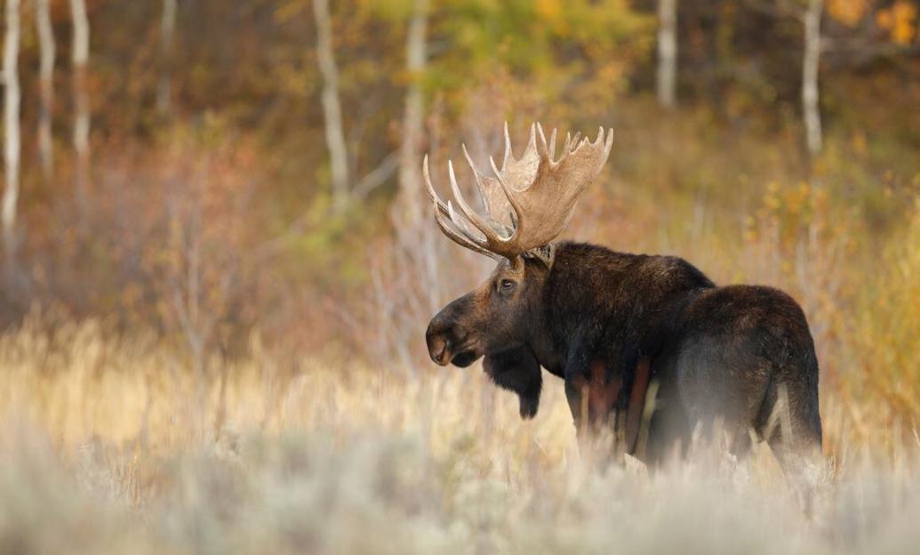 NDOW Big Game Tag Application Closing Soon; Nevada to Hold FirstEver