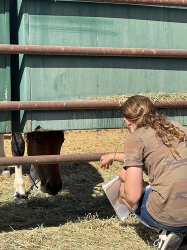 4-H her-and-mustang-peekaboo