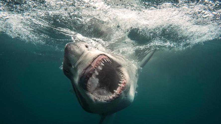 Shark Week
