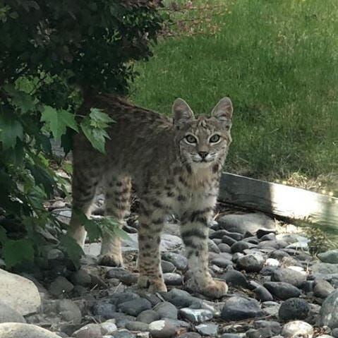 Recent Bobcat Sightings in Northwest Reno | Recent Bobcat Sightings in Northwest Reno |