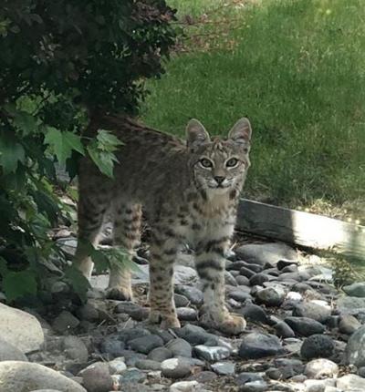 Recent Bobcat Sightings in Northwest Reno