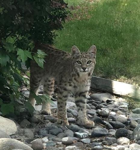 Recent Bobcat Sightings in Northwest Reno