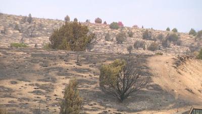 Wildlife flee areas burning and burned.jpg