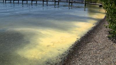 Large amounts of pollen in Lake Tahoe stir up community concerns