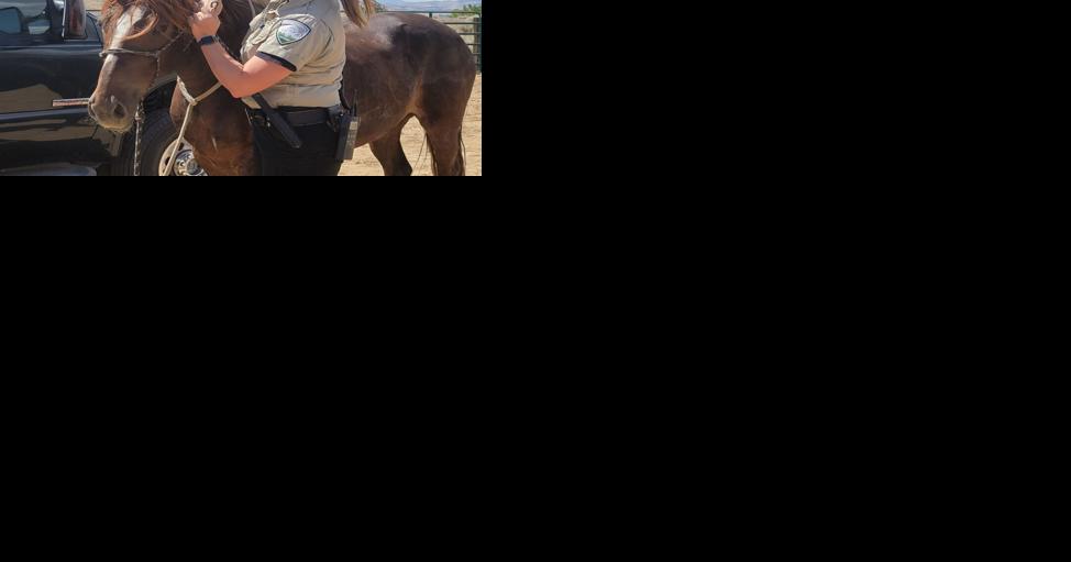 Washoe County to Offer Free Microchipping for Horses - Vimarsana News