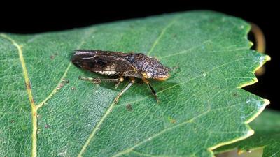 Glassy Winged Sharpshooter leafhopper USDA web image .jpg