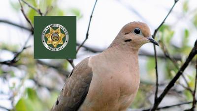 Churchill County Sheriff's Office Dove Season Reminder .jpg