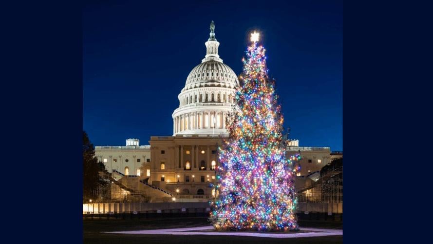 U.S. Capitol Christmas Tree