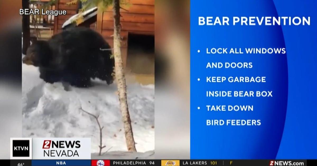 Bears Coming Out of Hibernation | News | 2news.com