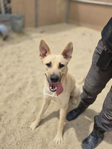 Adoptable  Dog 7.JPG