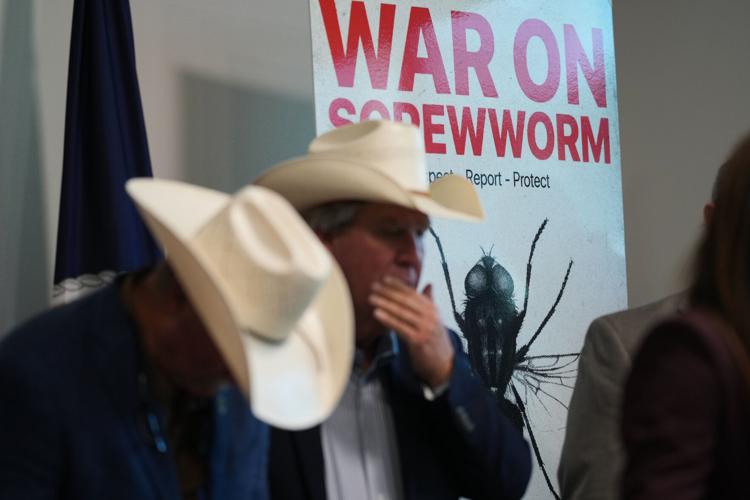 Screwworm Livestock