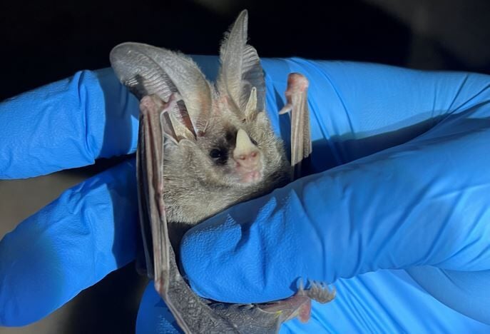 White nose bats found in Nevada