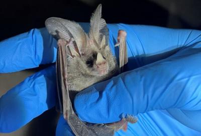 White nose bats found in Nevada