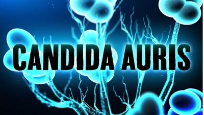 candida auris fungus generic mgn .jpg
