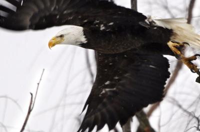 Trump Administration Overhauling Enforcement of Endangered Species Act