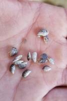 Tahoe Tools to Prevent Invasive Species