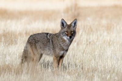 NDOW to Hold Urban Coyote Seminar in Reno This Week