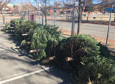 Last Chance to Recycle your Christmas Tree